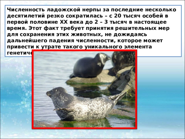 Численность ладожской нерпы за последние несколько десятилетий резко сократилась – с 20 тысяч особей в первой половине XX века до 2 – 3 тысяч в настоящее время. Этот факт требует принятия решительных мер для сохранения этих животных, не дожидаясь дальнейшего падения численности, которое может привести к утрате такого уникального элемента генетического разнообразия планеты. 