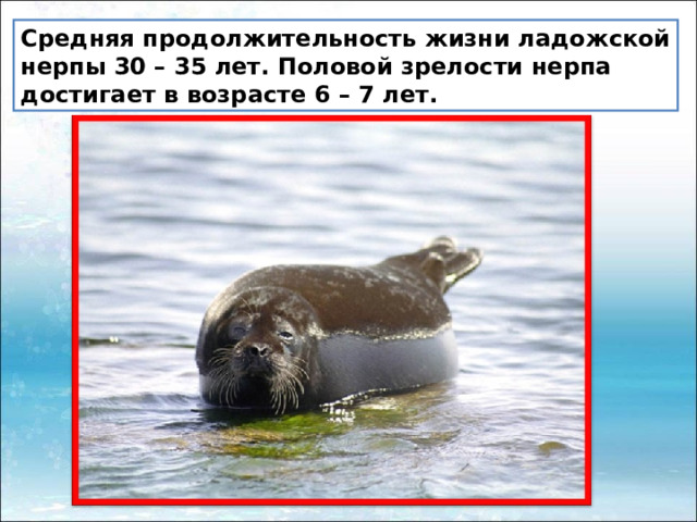 Средняя продолжительность жизни ладожской нерпы 30 – 35 лет. Половой зрелости нерпа достигает в возрасте 6 – 7 лет. 