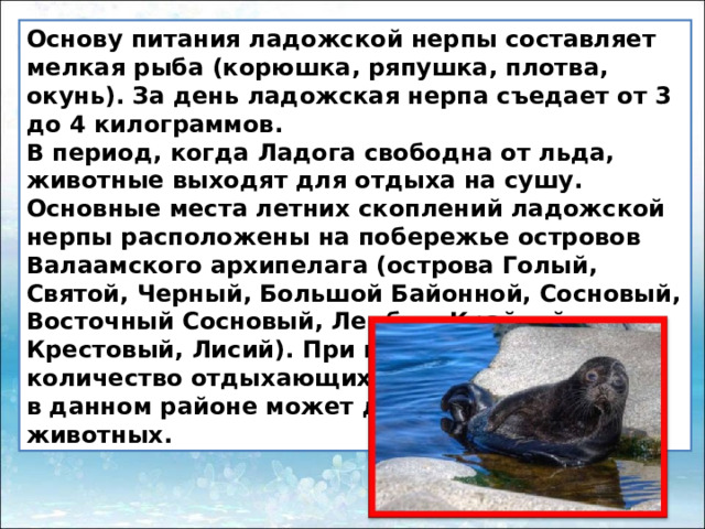 Основу питания ладожской нерпы составляет мелкая рыба (корюшка, ряпушка, плотва, окунь). За день ладожская нерпа съедает от 3 до 4 килограммов. В период, когда Ладога свободна от льда, животные выходят для отдыха на сушу. Основные места летних скоплений ладожской нерпы расположены на побережье островов Валаамского архипелага (острова Голый, Святой, Черный, Большой Байонной, Сосновый, Восточный Сосновый, Лембос, Крайний, Крестовый, Лисий). При штилевой погоде количество отдыхающих на залежах тюленей в данном районе может достигать 600 – 650 животных. 