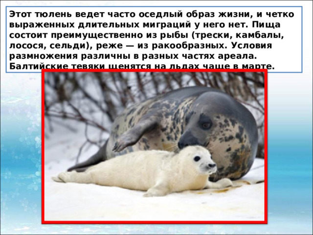 Этот тюлень ведет часто оседлый образ жизни, и четко выраженных длительных миграций у него нет. Пища состоит преимущественно из рыбы (трески, камбалы, лосося, сельди), реже — из ракообразных. Условия размножения различны в разных частях ареала. Балтийские тевяки щенятся на льдах чаще в марте. 