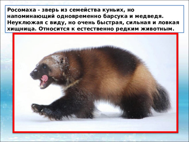 Росомаха - зверь из семейства куньих, но напоминающий одновременно барсука и медведя. Неуклюжая с виду, но очень быстрая, сильная и ловкая хищница. Относится к естественно редким животным. 