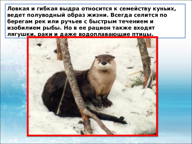 Ловкая и гибкая выдра относится к семейству куньих, ведет полуводный образ жизни. Всегда селится по берегам рек или ручьев с быстрым течением и изобилием рыбы. Но в ее рацион также входят лягушки, раки и даже водоплавающие птицы. 