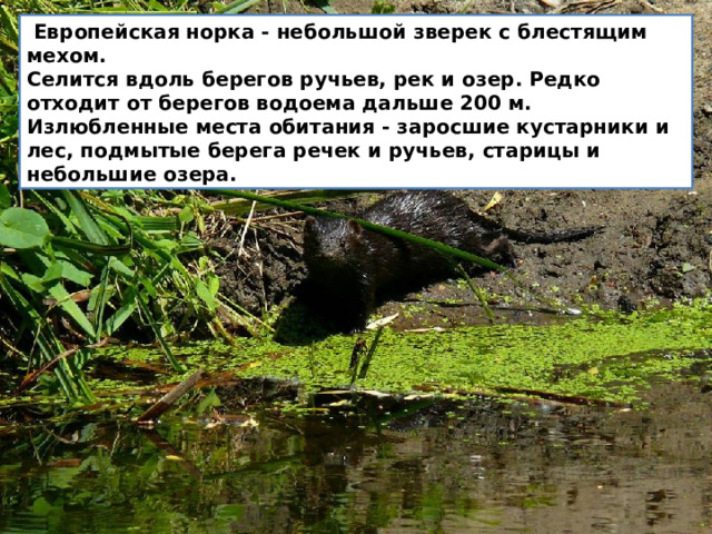   Европейская норка - небольшой зверек с блестящим мехом.  Селится вдоль берегов ручьев, рек и озер. Редко отходит от берегов водоема дальше 200 м. Излюбленные места обитания - заросшие кустарники и лес, подмытые берега речек и ручьев, старицы и небольшие озера. 