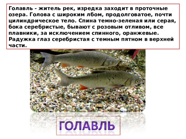 Голавль - житель рек, изредка заходит в проточные озера. Голова с широким лбом, продолговатое, почти цилиндрическое тело. Спина темно-зеленая или серая, бока серебристые, бывают с розовым отливом, все плавники, за исключением спинного, оранжевые. Радужка глаз серебристая с темным пятном в верхней части. 