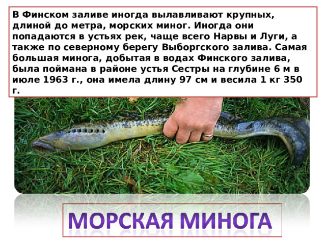 В Финском заливе иногда вылавливают крупных, длиной до метра, морских миног. Иногда они попадаются в устьях рек, чаще всего Нарвы и Луги, а также по северному берегу Выборгского залива. Самая большая минога, добытая в водах Финского залива, была поймана в районе устья Сестры на глубине 6 м в июле 1963 г., она имела длину 97 см и весила 1 кг 350 г. 