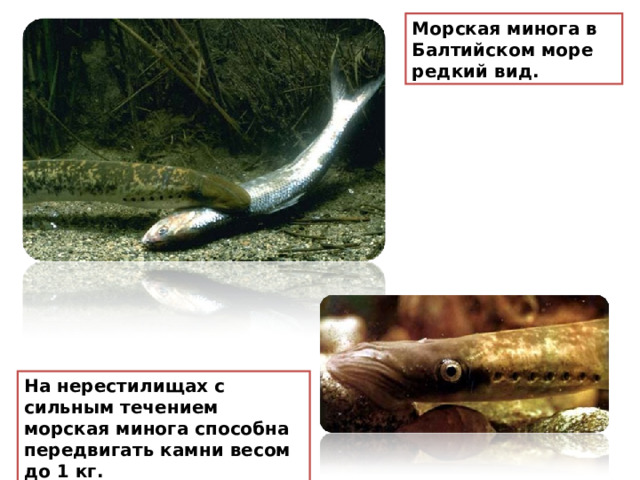 Морская минога в Балтийском море редкий вид.  На нерестилищах с сильным течением морская минога способна передвигать камни весом до 1 кг. 