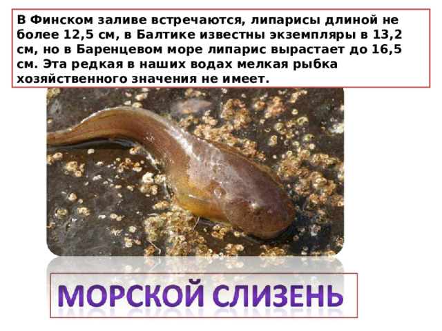 В Финском заливе встречаются, липарисы длиной не более 12,5 см, в Балтике известны экземпляры в 13,2 см, но в Баренцевом море липарис вырастает до 16,5 см. Эта редкая в наших водах мелкая рыбка хозяйственного значения не имеет. 