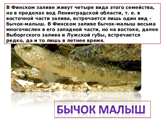 В Финском заливе живут четыре вида этого семейства, но в пределах вод Ленинградской области, т. е. в восточной части залива, встречается лишь один вид - бычок-малыш. В Финском заливе бычок-малыш весьма многочислен в его западной части, но на востоке, далее Выборгского залива и Лужской губы, встречается редко, да и то лишь в летнее время. 
