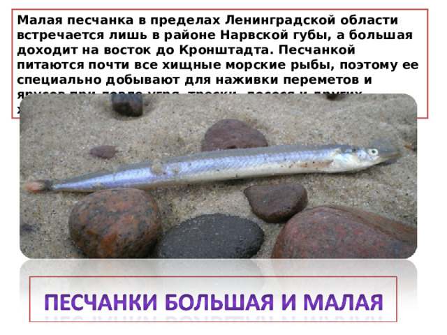 Малая песчанка в пределах Ленинградской области встречается лишь в районе Нарвской губы, а большая доходит на восток до Кронштадта. Песчанкой питаются почти все хищные морские рыбы, поэтому ее специально добывают для наживки переметов и ярусов при ловле угря, трески, лосося и других хищных рыб. 