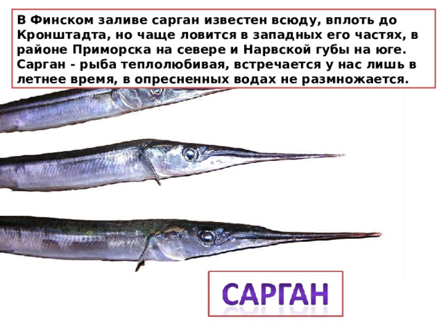 В Финском заливе сарган известен всюду, вплоть до Кронштадта, но чаще ловится в западных его частях, в районе Приморска на севере и Нарвской губы на юге. Сарган - рыба теплолюбивая, встречается у нас лишь в летнее время, в опресненных водах не размножается. 