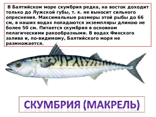   В Балтийском море скумбрия редка, на восток доходит только до Лужской губы, т. к. не выносит сильного опреснения. Максимальные размеры этой рыбы до 66 см, в наших водах попадаются экземпляры длиною не более 50 см. Питается скумбрия в основном пелагическими ракообразными. В водах Финского залива и, по-видимому, Балтийского моря не размножается. 