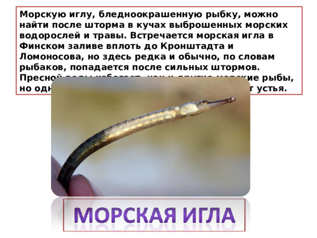 Морскую иглу, бледноокрашенную рыбку, можно найти после шторма в кучах выброшенных морских водорослей и травы. Встречается морская игла в Финском заливе вплоть до Кронштадта и Ломоносова, но здесь редка и обычно, по словам рыбаков, попадается после сильных штормов. Пресной воды избегает, как и другие морские рыбы, но однажды была поймана в реке, в 10 км от устья. 