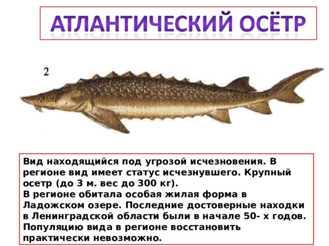 Вид находящийся под угрозой исчезновения. В регионе вид имеет статус исчезнувшего. Крупный осетр (до 3 м. вес до 300 кг). В регионе обитала особая жилая форма в Ладожском озере. Последние достоверные находки в Ленинградской области были в начале 50- х годов. Популяцию вида в регионе восстановить практически невозможно. 
