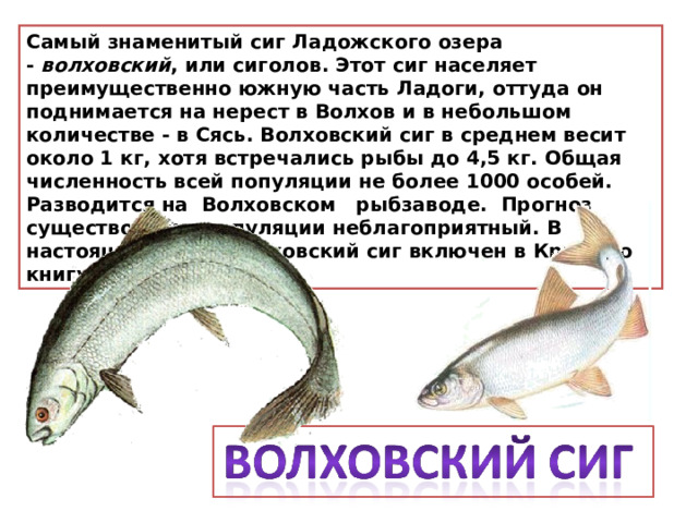 Самый знаменитый сиг Ладожского озера -  волховский , или сиголов. Этот сиг населяет преимущественно южную часть Ладоги, оттуда он поднимается на нерест в Волхов и в небольшом количестве - в Сясь. Волховский сиг в среднем весит около 1 кг, хотя встречались рыбы до 4,5 кг. Общая численность всей популяции не более 1000 особей. Разводится на Волховском рыбзаводе. Прогноз существования популяции неблагоприятный. В настоящее время волховский сиг включен в Красную книгу РФ. 