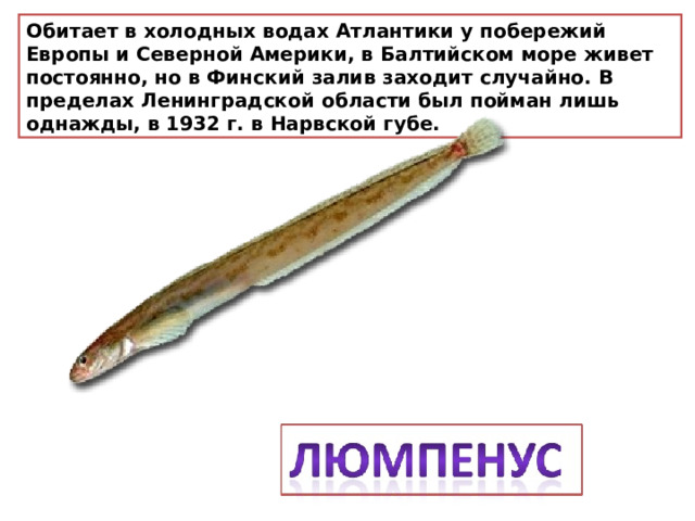 Обитает в холодных водах Атлантики у побережий Европы и Северной Америки, в Балтийском море живет постоянно, но в Финский залив заходит случайно. В пределах Ленинградской области был пойман лишь однажды, в 1932 г. в Нарвской губе. 