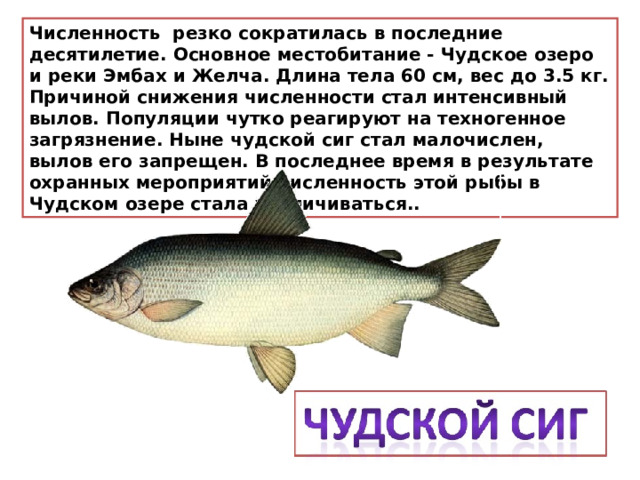 Численность резко сократилась в последние десятилетие. Основное местобитание - Чудское озеро и реки Эмбах и Желча. Длина тела 60 см, вес до 3.5 кг. Причиной снижения численности стал интенсивный вылов. Популяции чутко реагируют на техногенное загрязнение.  Ныне чудской сиг стал малочислен, вылов его запрещен. В последнее время в результате охранных мероприятий численность этой рыбы в Чудском озере стала увеличиваться.. 