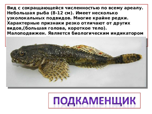 Вид с сокращающейся численностью по всему ареалу. Небольшая рыба (8-12 см). Имеет несколько узколокальных подвидов. Многие крайне редки. Характерные признаки резко отличают от других видов,(большая голова, короткое тело). Малоподвижен. Является биологическим индикатором качества воды. Не выносит никакого типа химического загрязнения. 