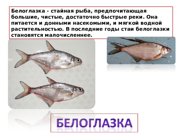 Белоглазка - стайная рыба, предпочитающая большие, чистые, достаточно быстрые реки. Она питается и донными насекомыми, и мягкой водной растительностью. В последние годы стаи белоглазки становятся малочисленнее.  