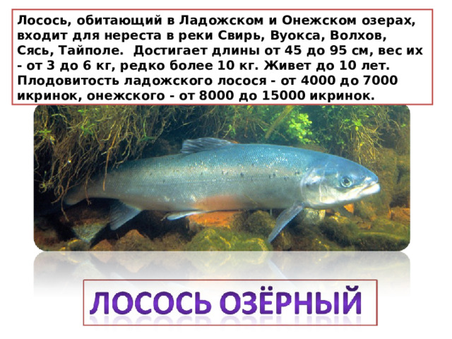 Лосось, обитающий в Ладожском и Онежском озерах, входит для нереста в реки Свирь, Вуокса, Волхов, Сясь, Тайполе.  Достигает длины от 45 до 95 см, вес их - от 3 до 6 кг, редко более 10 кг. Живет до 10 лет. Плодовитость ладожского лосося - от 4000 до 7000 икринок, онежского - от 8000 до 15000 икринок. 
