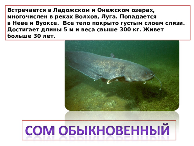 Встречается в Ладожском и Онежском озерах, многочислен в реках Волхов, Луга. Попадается в Неве и Вуоксе.  Все тело покрыто густым слоем слизи. Достигает длины 5 м и веса свыше 300 кг. Живет больше 30 лет. 