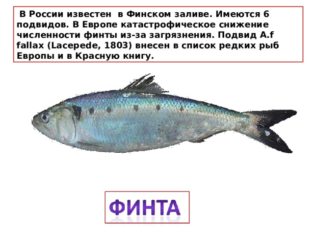   В России известен в Финском заливе. Имеются 6 подвидов. В Европе катастрофическое снижение численности финты из-за загрязнения. Подвид A.f fallax (Lacepede, 1803) внесен в список редких рыб Европы и в Красную книгу.   