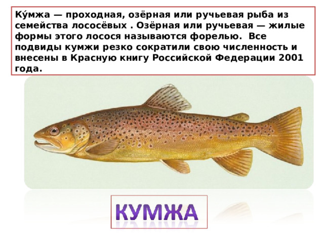 Ку́мжа — проходная, озёрная или ручьевая рыба из семейства лососёвых . Озёрная или ручьевая — жилые формы этого лосося называются форелью.   Все подвиды кумжи резко сократили свою численность и внесены в Красную книгу Российской Федерации 2001 года. 
