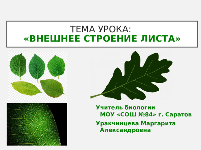ТЕМА УРОКА:  «ВНЕШНЕЕ СТРОЕНИЕ ЛИСТА» Учитель биологии  МОУ «СОШ №84» г. Саратов Уракчинцева Маргарита Александровна 