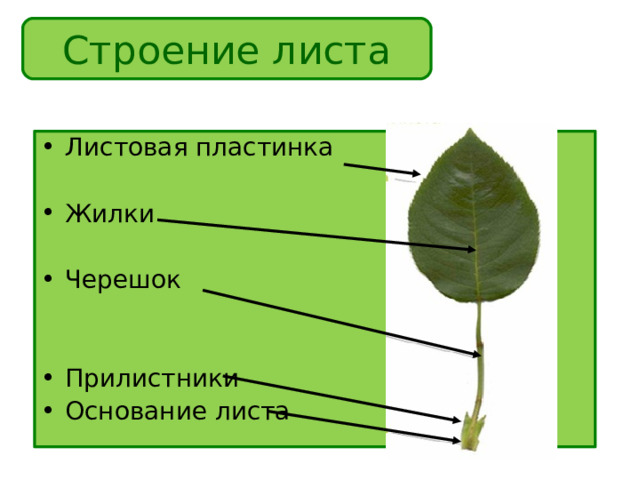 Строение листа Листовая пластинка Жилки Черешок Прилистники Основание листа 