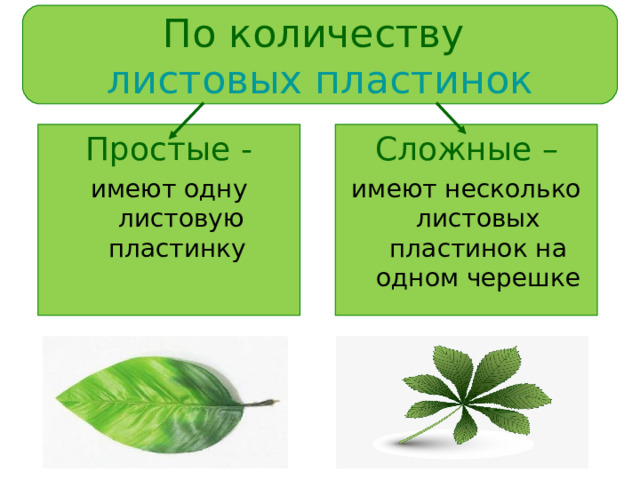 По количеству  листовых пластинок Простые - Сложные – имеют одну листовую пластинку имеют несколько листовых пластинок на одном черешке 