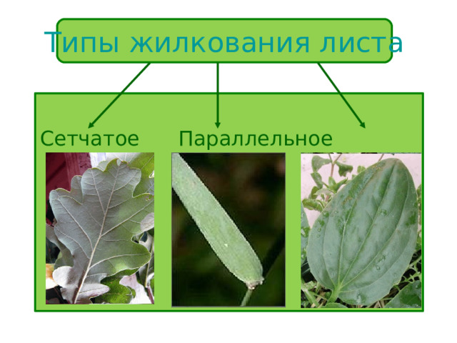 Типы жилкования листа Сетчатое Параллельное Дуговое 