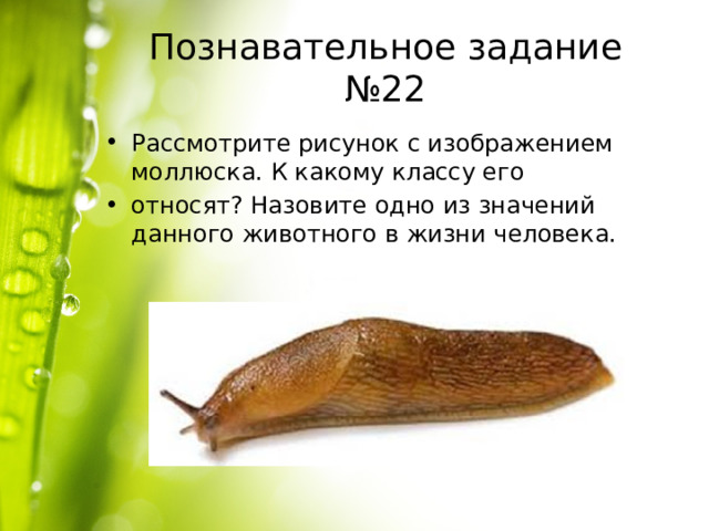 Познавательное задание №22 Рассмотрите рисунок с изображением моллюска. К какому классу его относят? Назовите одно из значений данного животного в жизни человека. 