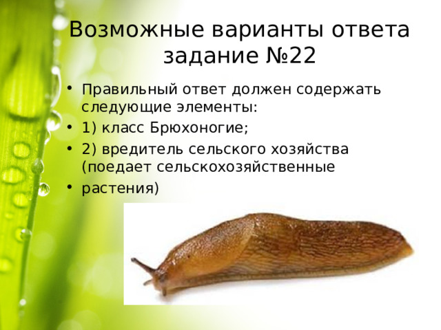 Возможные варианты ответа задание №22 Правильный ответ должен содержать следующие элементы: 1) класс Брюхоногие; 2) вредитель сельского хозяйства (поедает сельскохозяйственные растения) 