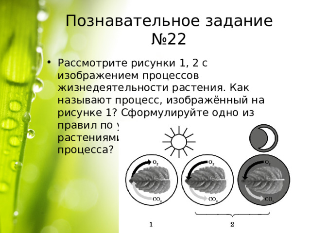 Познавательное задание №22 Рассмотрите рисунки 1, 2 с изображением процессов жизнедеятельности растения. Как называют процесс, изображённый на рисунке 1? Сформулируйте одно из правил по уходу за комнатными растениями с учётом знания этого процесса? 