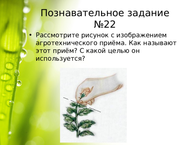 Познавательное задание №22 Рассмотрите рисунок с изображением агротехнического приёма. Как называют этот приём? С какой целью он используется?  