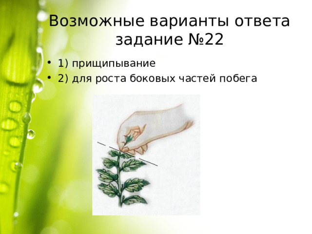 Возможные варианты ответа задание №22 1) прищипывание 2) для роста боковых частей побега 