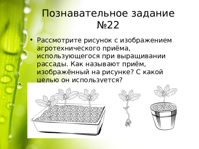 Познавательное задание №22 Рассмотрите рисунок с изображением агротехнического приёма, использующегося при выращивании рассады. Как называют приём, изображённый на рисунке? С какой целью он используется? 