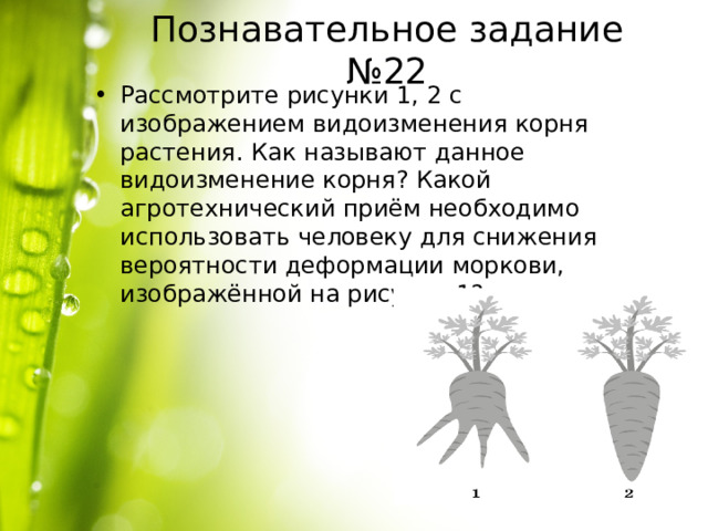 Познавательное задание №22 Рассмотрите рисунки 1, 2 с изображением видоизменения корня растения. Как называют данное видоизменение корня? Какой агротехнический приём необходимо использовать человеку для снижения вероятности деформации моркови, изображённой на рисунке 1? 