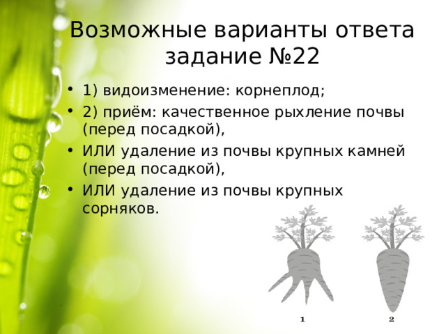Возможные варианты ответа задание №22 1) видоизменение: корнеплод; 2) приём: качественное рыхление почвы (перед посадкой), ИЛИ удаление из почвы крупных камней (перед посадкой), ИЛИ удаление из почвы крупных сорняков.  