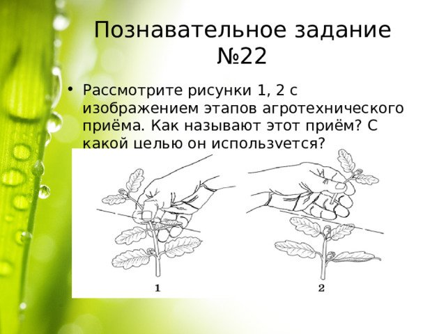 Познавательное задание №22 Рассмотрите рисунки 1, 2 с изображением этапов агротехнического приёма. Как называют этот приём? С какой целью он используется? 