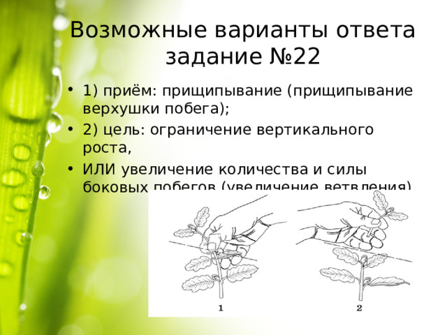 Возможные варианты ответа задание №22 1) приём: прищипывание (прищипывание верхушки побега); 2) цель: ограничение вертикального роста, ИЛИ увеличение количества и силы боковых побегов (увеличение ветвления). 