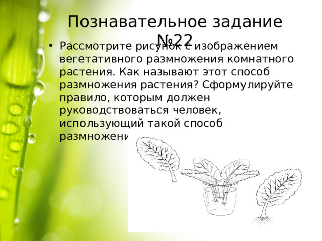 Познавательное задание №22 Рассмотрите рисунок с изображением вегетативного размножения комнатного растения. Как называют этот способ размножения растения? Сформулируйте правило, которым должен руководствоваться человек, использующий такой способ размножения растения. 