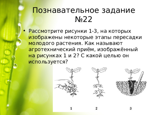 Познавательное задание №22 Рассмотрите рисунки 1-3, на которых изображены некоторые этапы пересадки молодого растения. Как называют агротехнический приём, изображённый на рисунках 1 и 2? С какой целью он используется? 