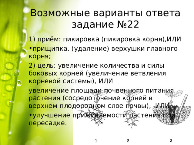 Возможные варианты ответа задание №22 1) приём: пикировка (пикировка корня),ИЛИ прищипка. (удаление) верхушки главного корня; 2) цель: увеличение количества и силы боковых корней (увеличение ветвления корневой системы), ИЛИ увеличение площади почвенного питания растения (сосредоточение корней в верхнем плодородном слое почвы), ИЛИ улучшение приживаемости растения при пересадке. 