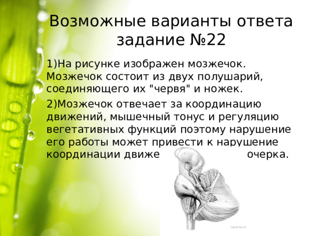 Возможные варианты ответа задание №22 1)На рисунке изображен мозжечок. Мозжечок состоит из двух полушарий, соединяющего их 