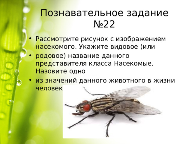 Познавательное задание №22 Рассмотрите рисунок с изображением насекомого. Укажите видовое (или родовое) название данного представителя класса Насекомые. Назовите одно из значений данного животного в жизни человека 