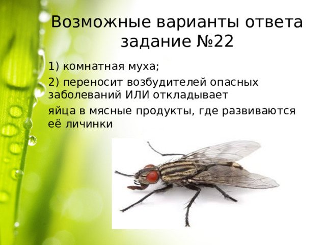 Возможные варианты ответа задание №22 1) комнатная муха; 2) переносит возбудителей опасных заболеваний ИЛИ откладывает яйца в мясные продукты, где развиваются её личинки 