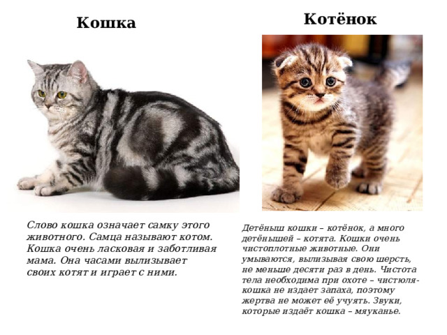 Про котиков текст