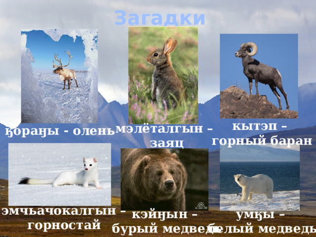 Загадки кытэп – горный баран мэлёталгын – заяц ӄораӈы - олень эмчьачокалгын – горностай кэйӈын – умӄы –  бурый медведь белый медведь 