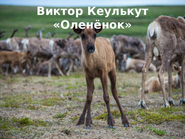 Виктор Кеулькут «Оленёнок» 