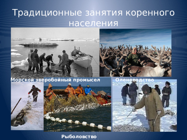 Традиционные занятия коренного населения Морской зверобойный промысел Оленеводство Рыболовство 